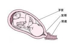 周口专家解析子宫内膜厚度与女性生育关系