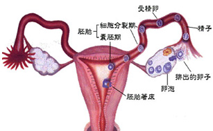 濮阳输卵管炎症怎么治疗好