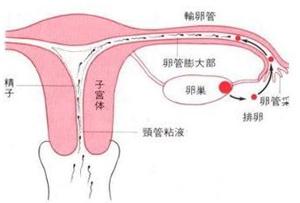 郑州孕育专家解析输卵管堵塞